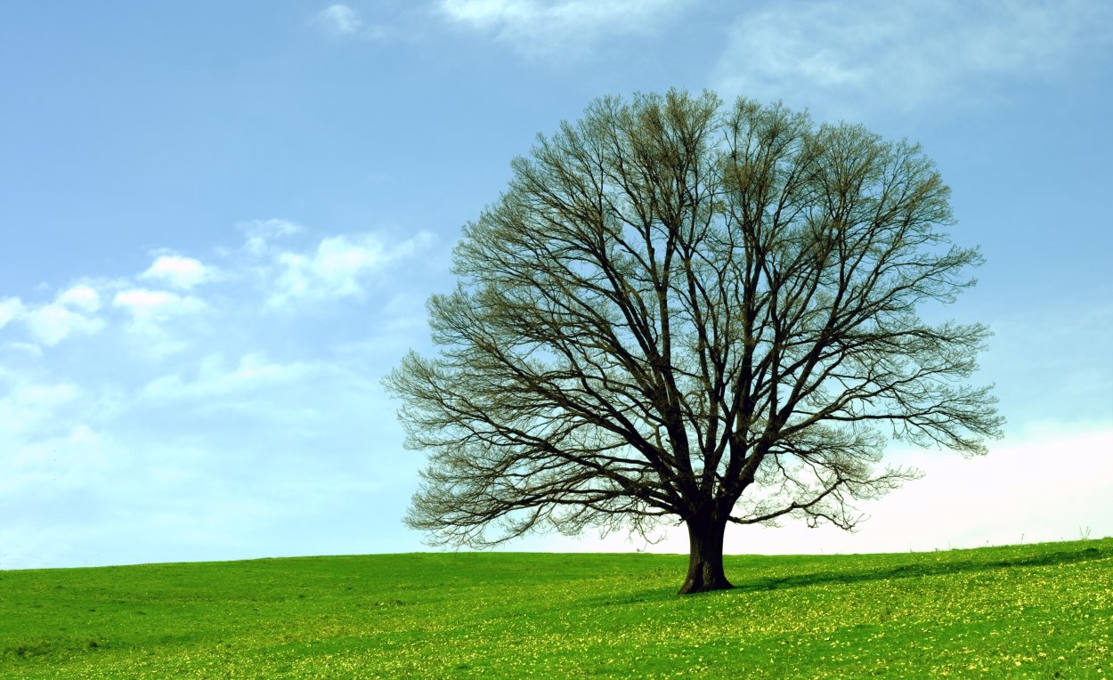 Дерево с раскидистой кроной