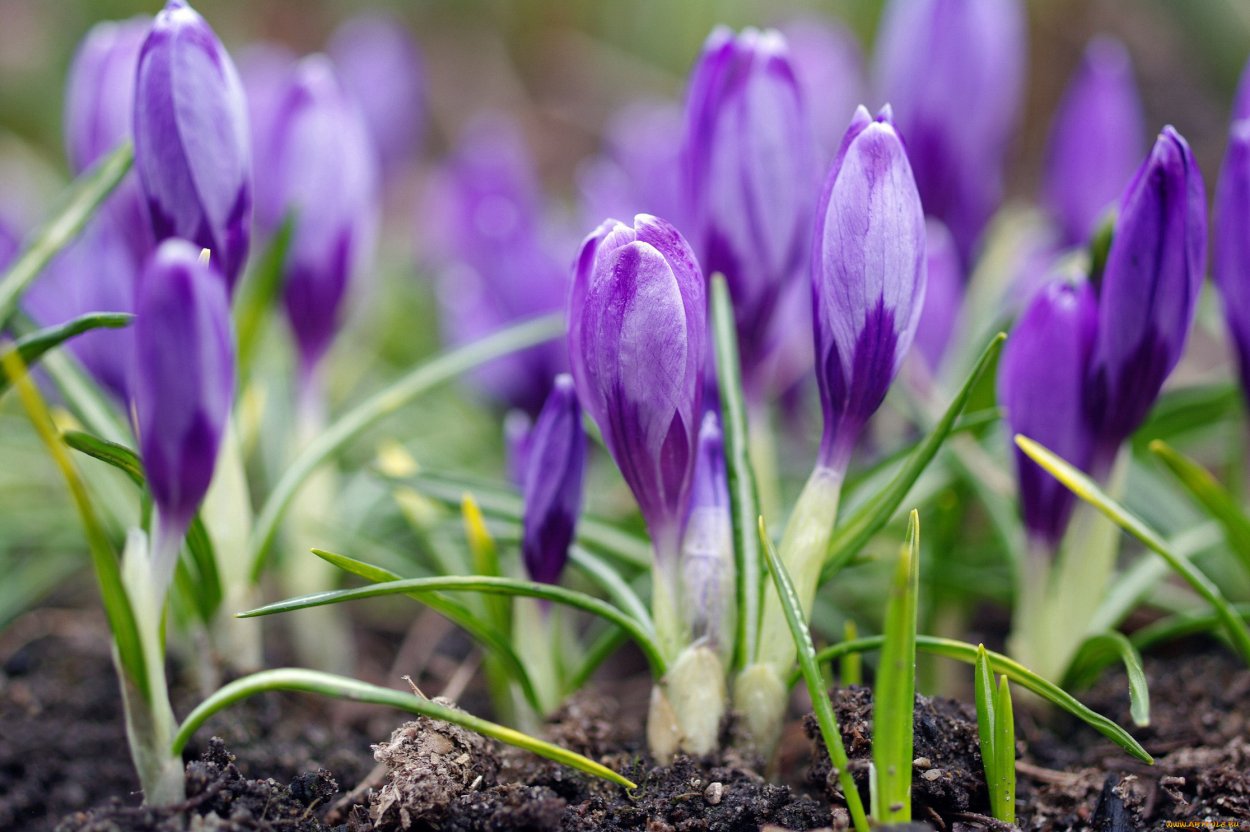Гиацинт по луковице цвет