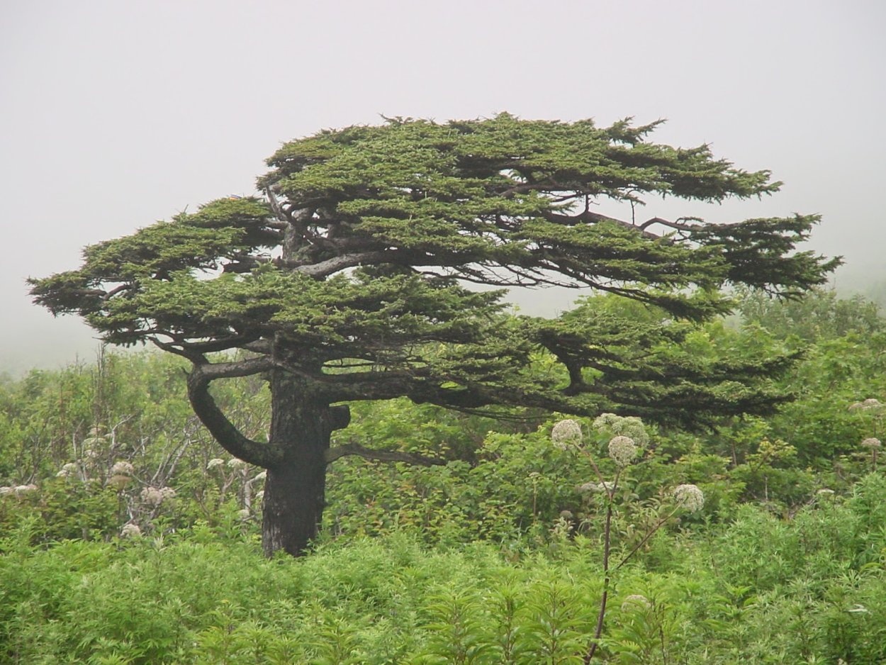 Клен остролистный Глобоза
