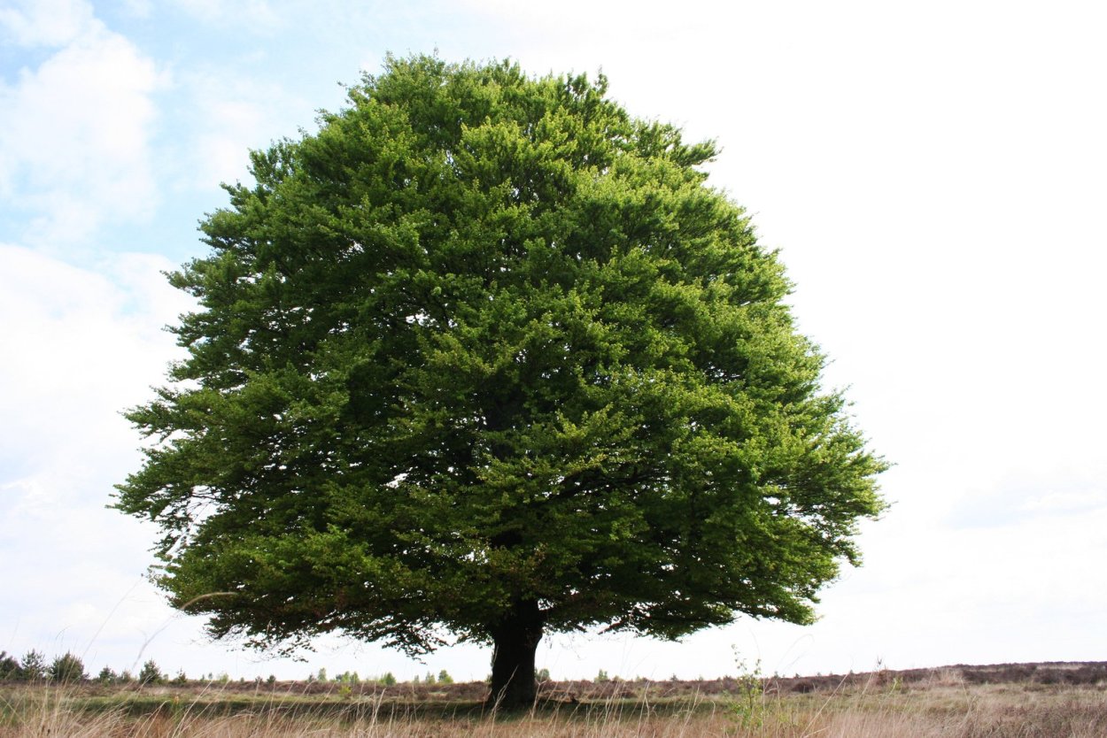 Антураж деревья архикад