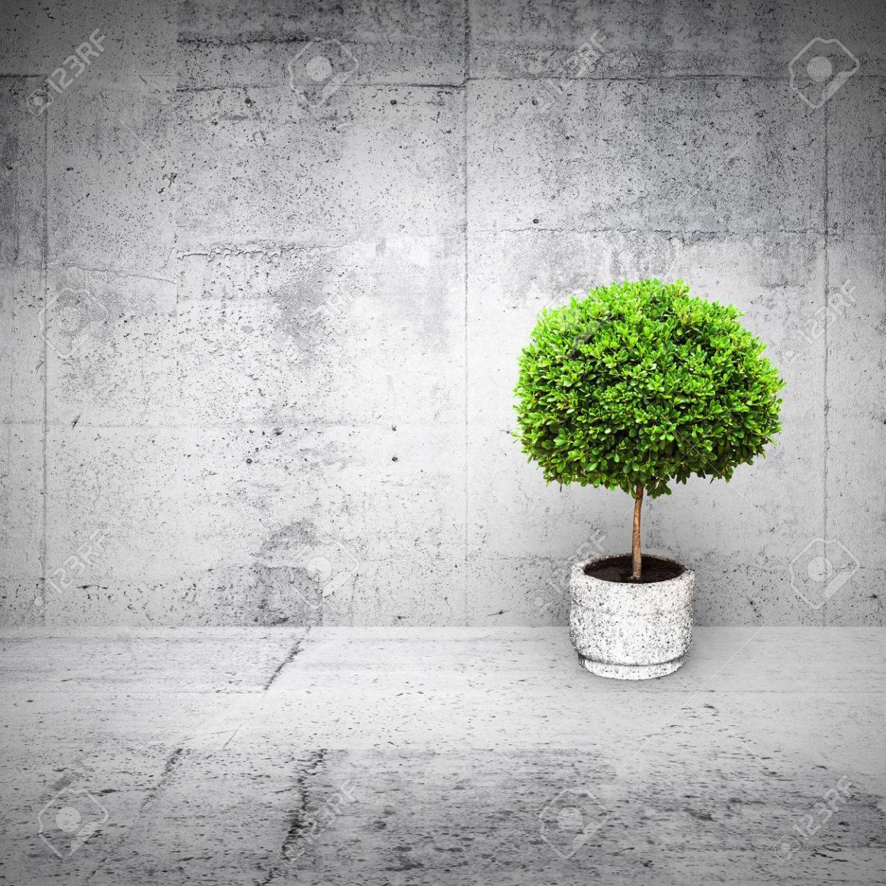 Красивые растения в горшках