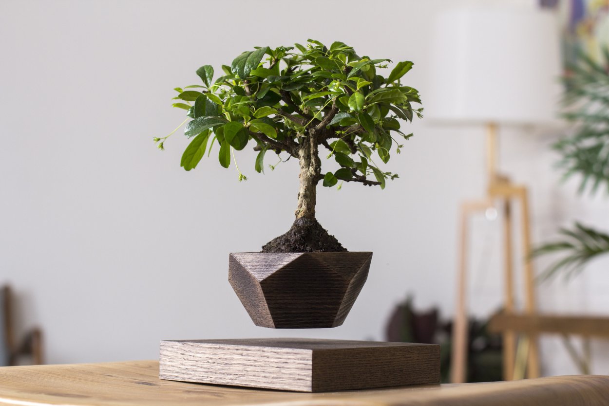 Декоративные деревья круглые