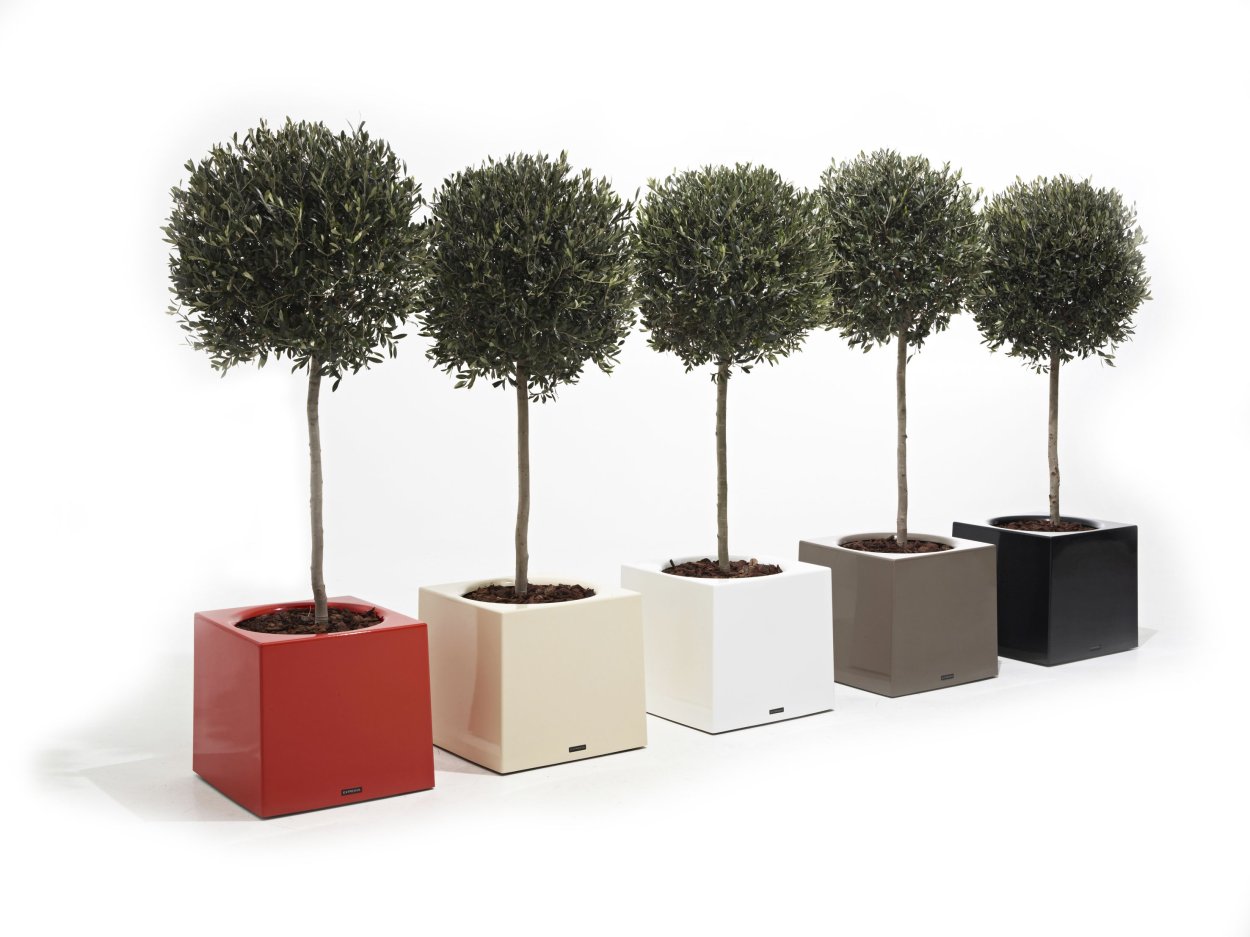 Искусственные деревья в горшках для интерьера