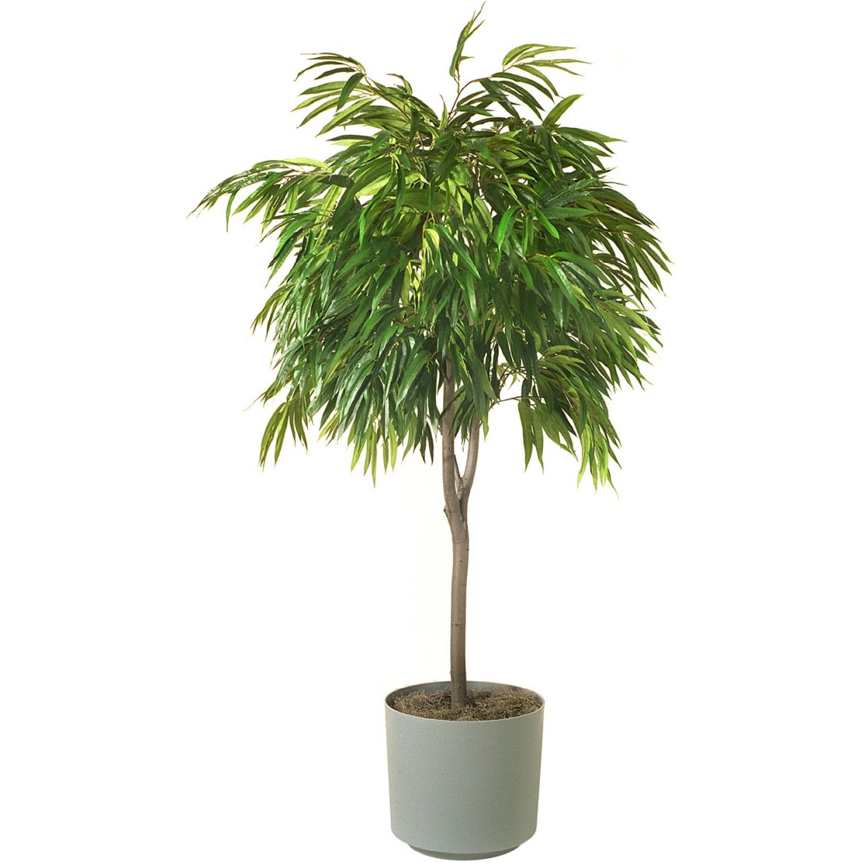 Комнатные мини деревья в горшках