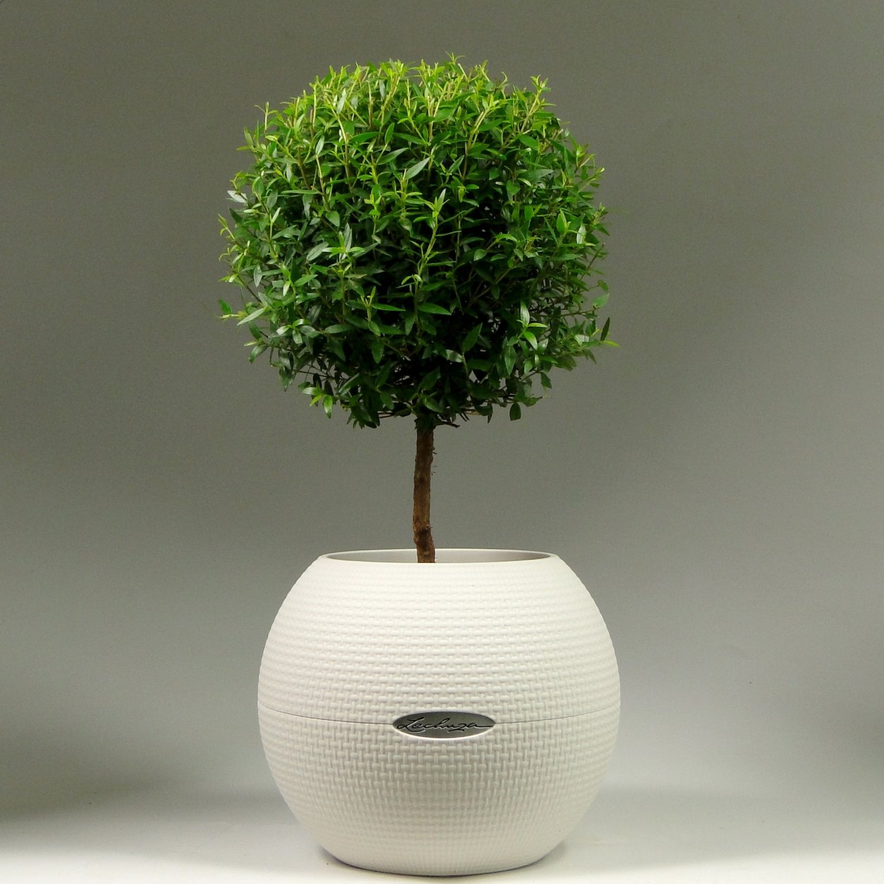 Горшки для дерева дизайн