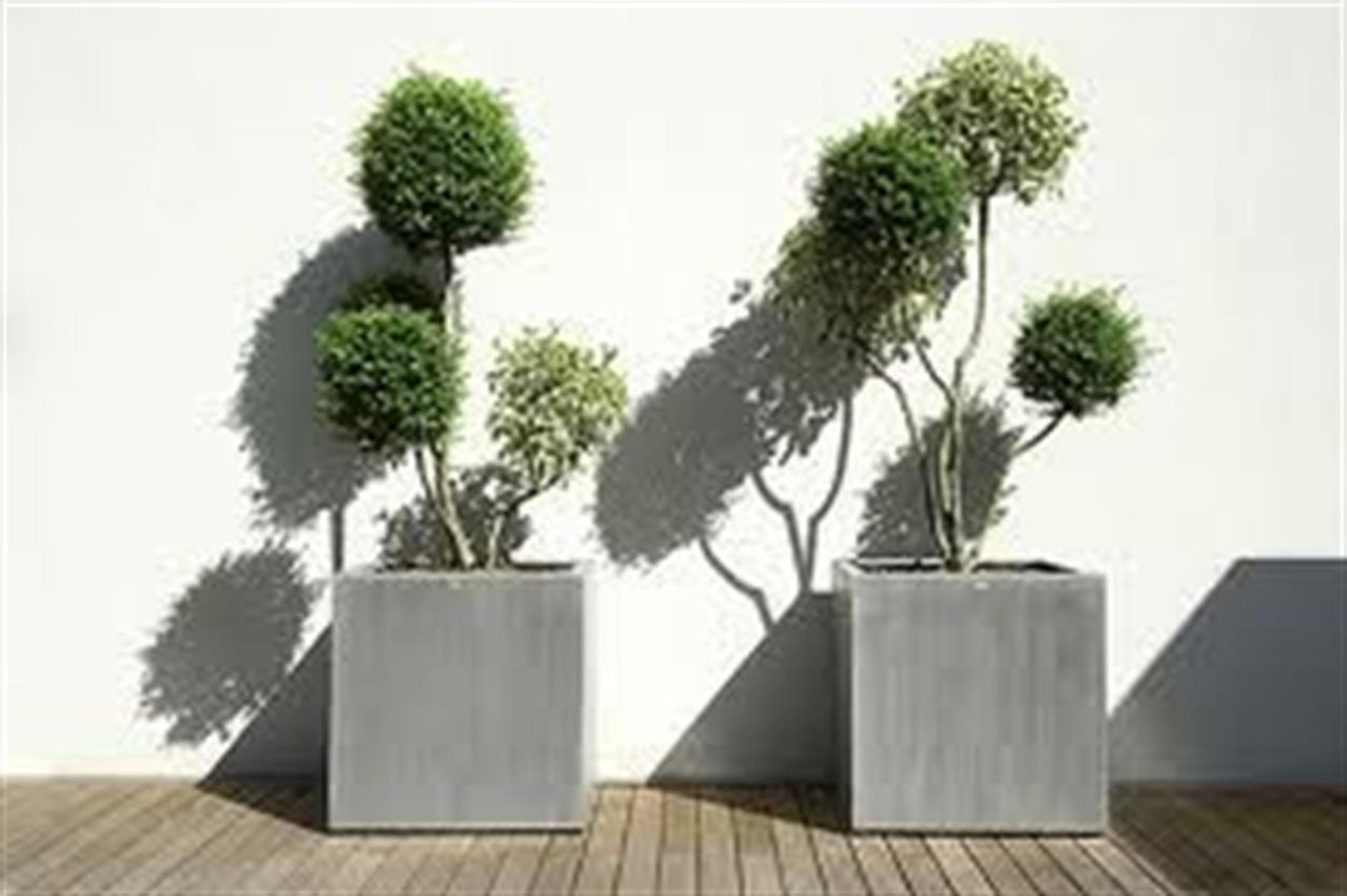 Бонсай из фикуса в Японии