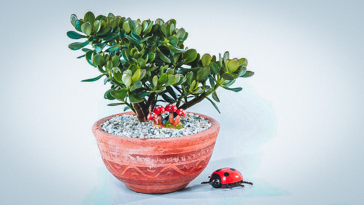 Деревья в кадках