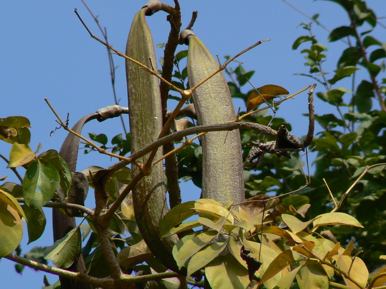 Oroxylum indicum