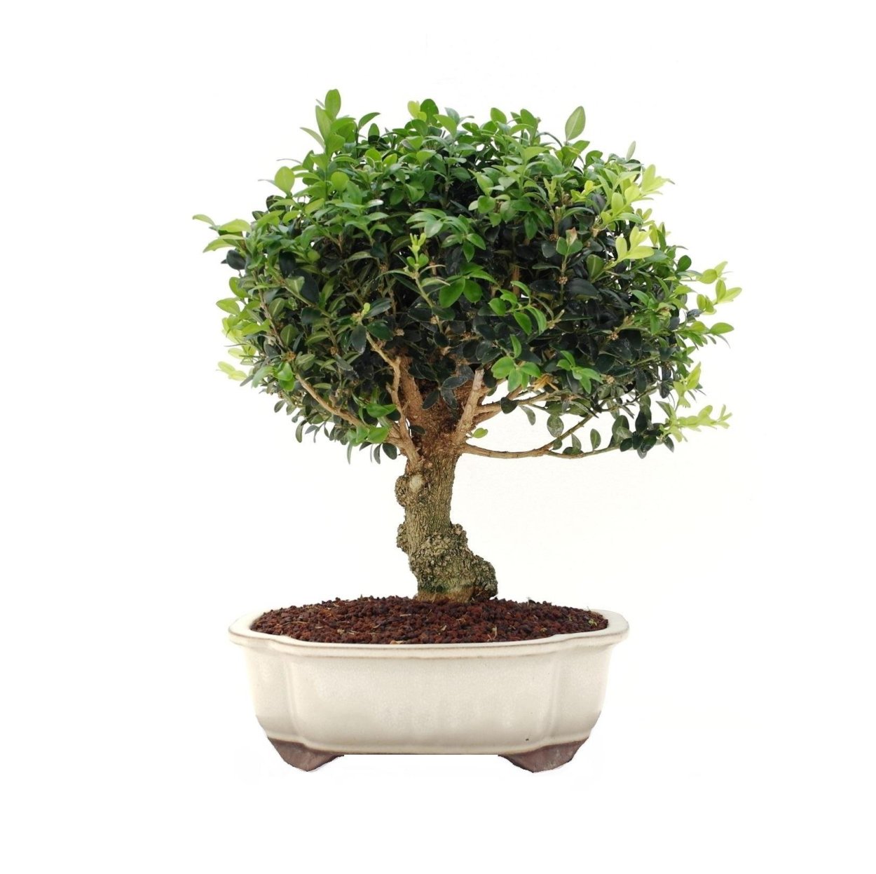 Искусственные деревья маленькие