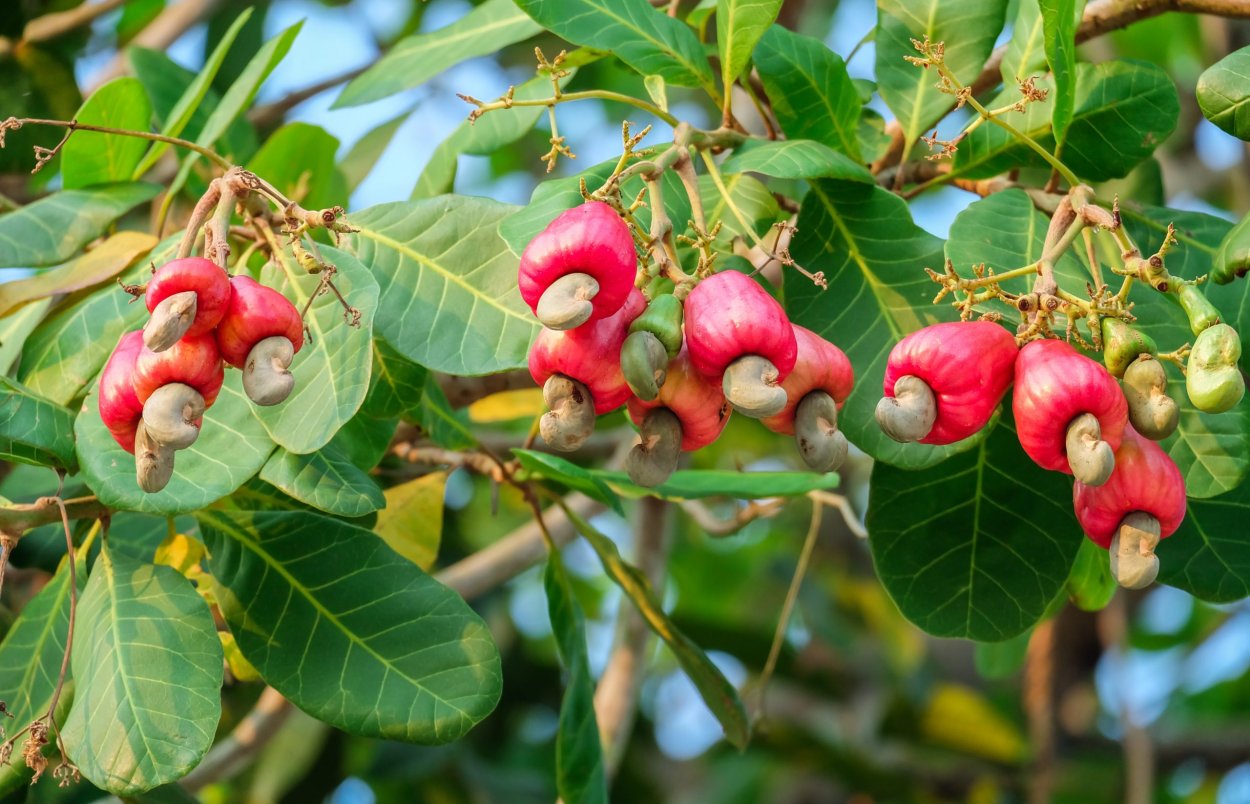 Кешью дерево