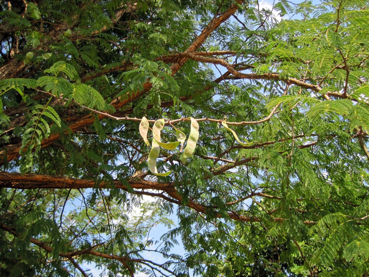 Акация колючая Acacia victoriae