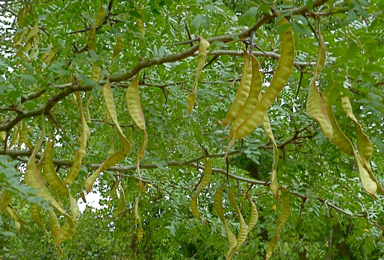 Акация Робиния плоды