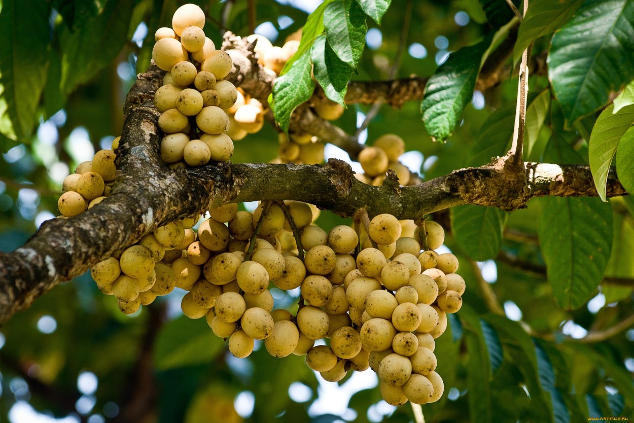 Лангсат дерево