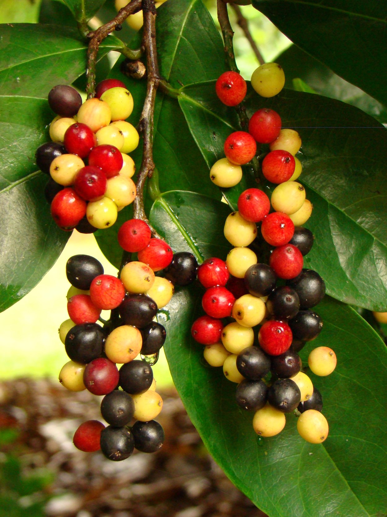 Бигнай дерево