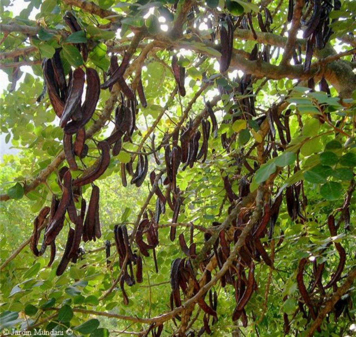 Рожковое дерево Цареградский стручок