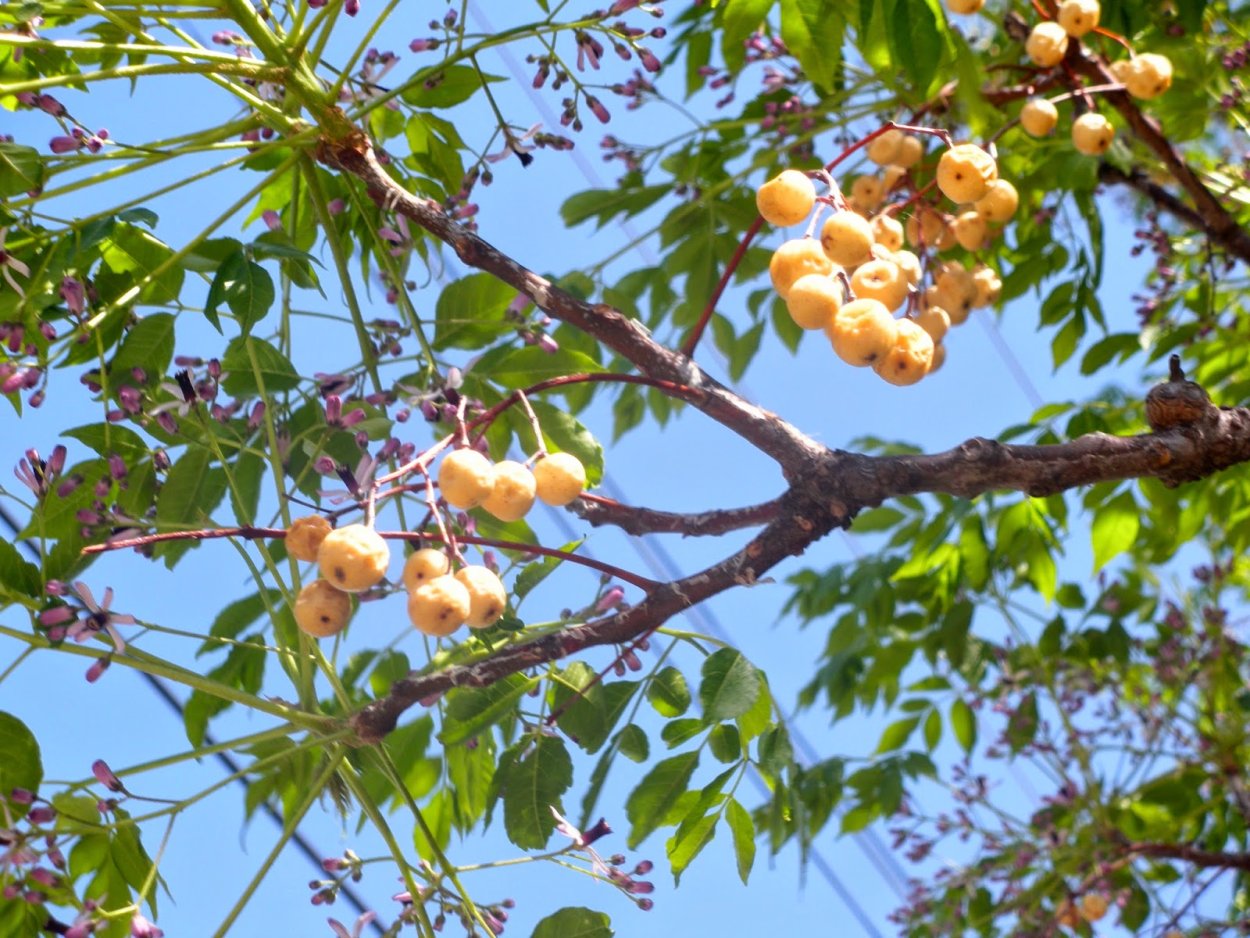 Мелия азедарах дерево