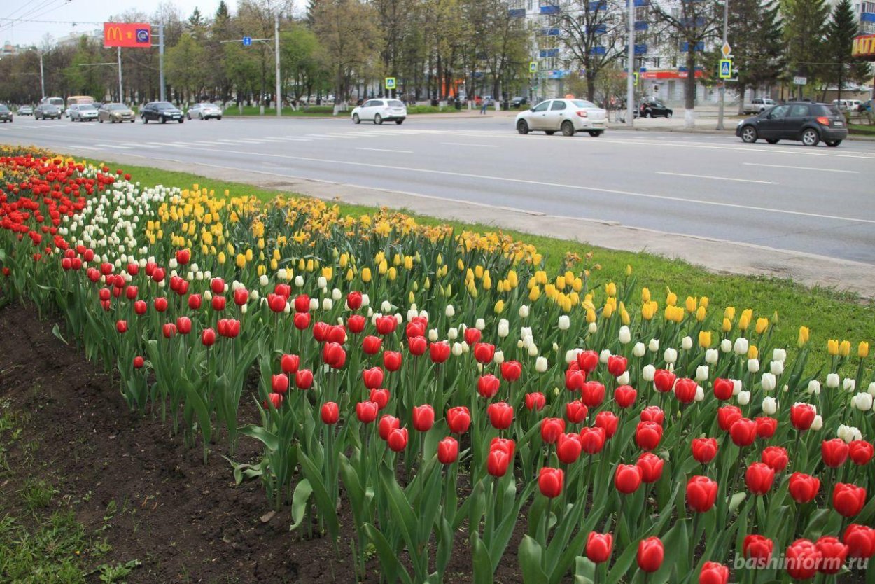 Пострел полевой