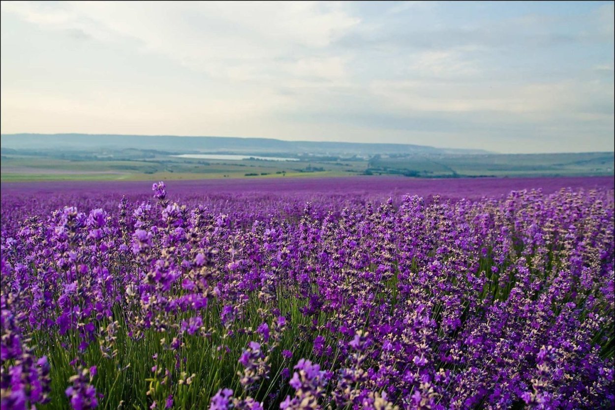 Подснежники в Башкирии