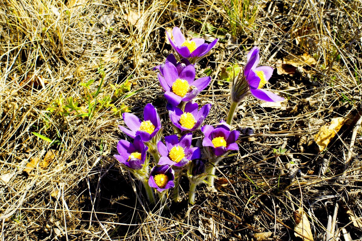 Алтай степь цветы