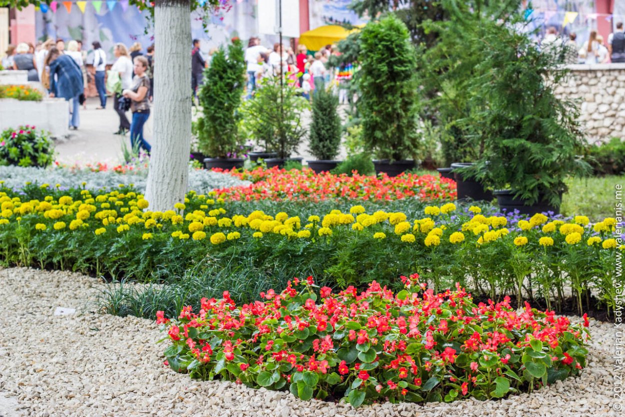 Луговые цветы Башкортостана