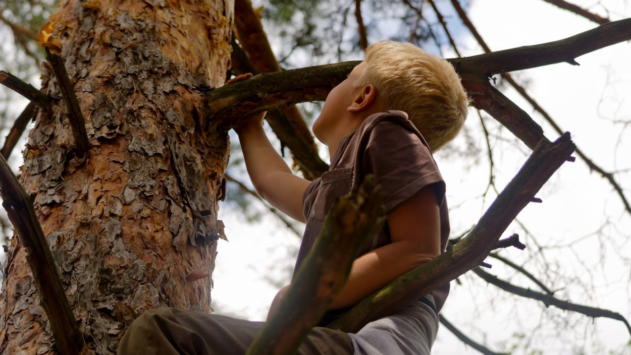 Мхи и лишайники на деревьях