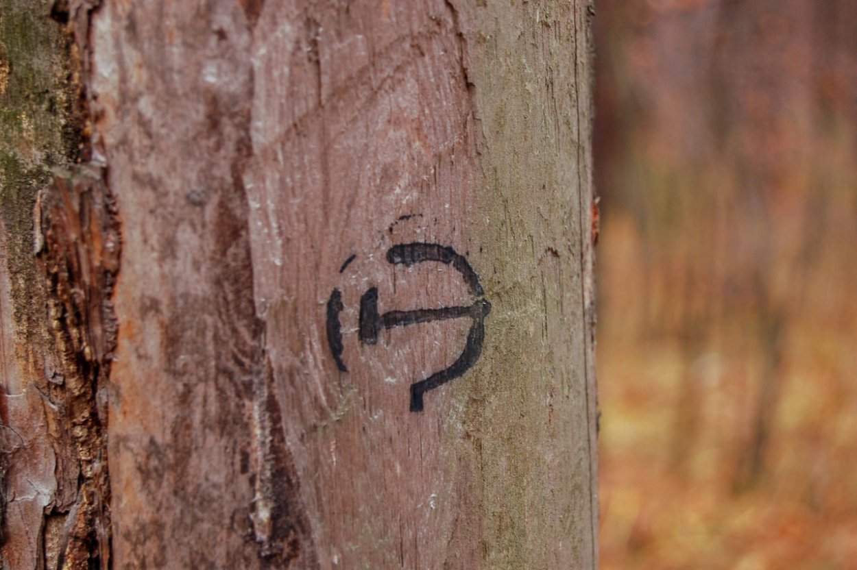 Красная береза