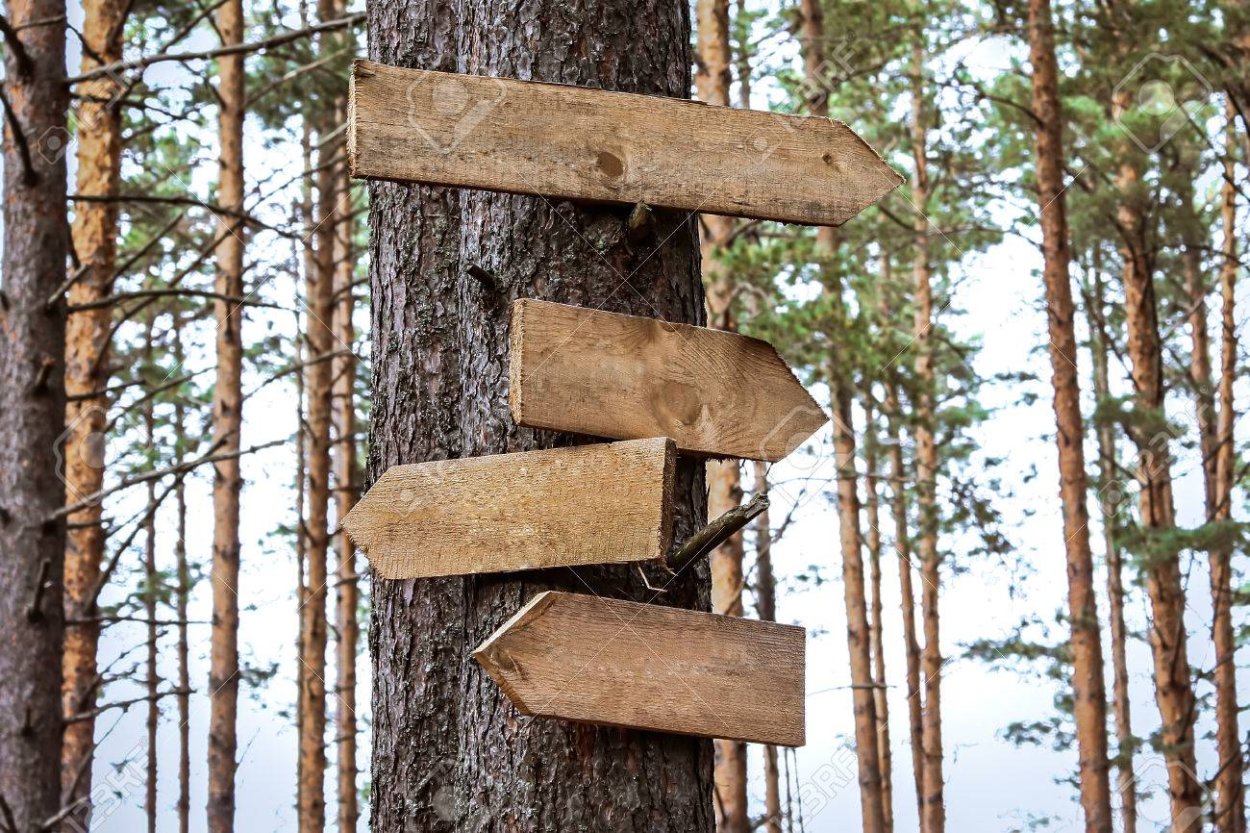 Осиное гнездо природе гнездо