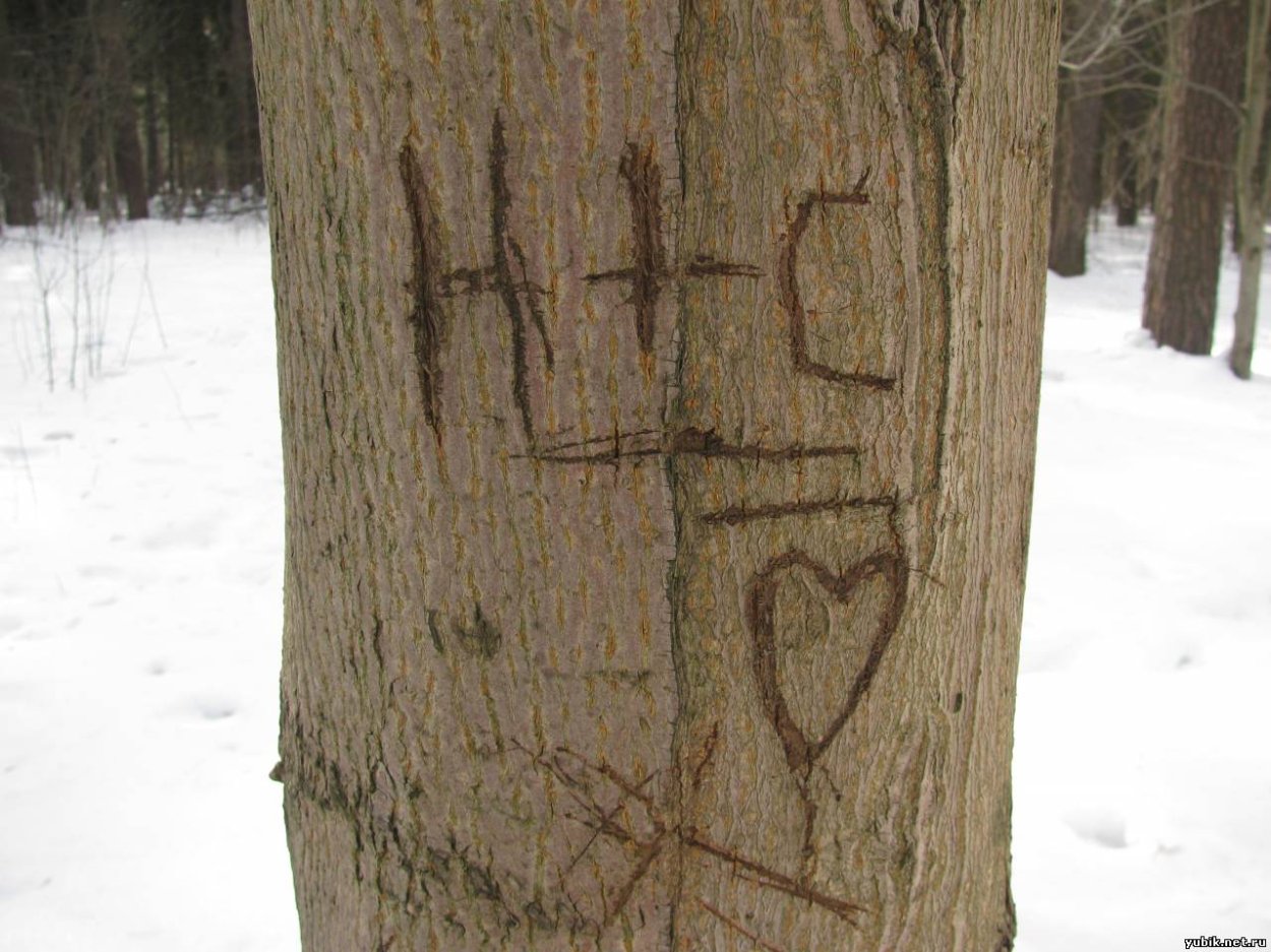 Ведьмин мох