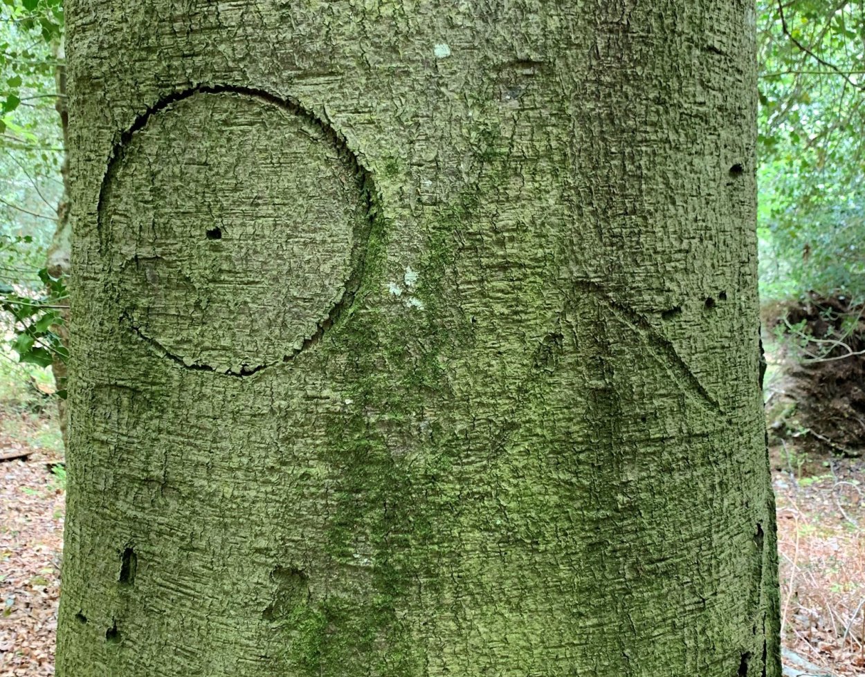 Метки на деревьях