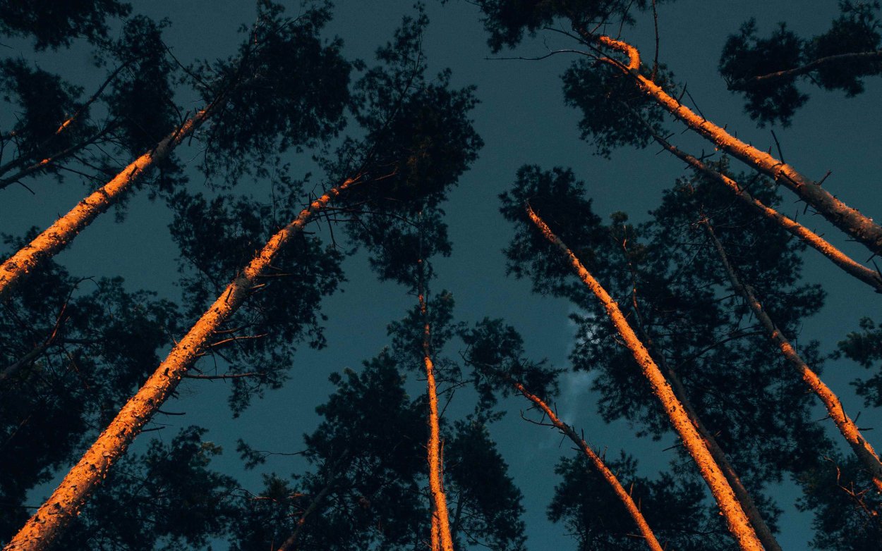 Пометки на деревьях