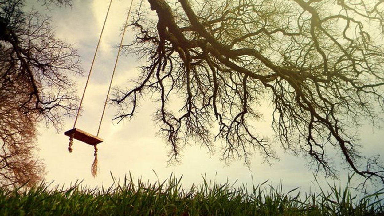 Поваленное дерево в лесу