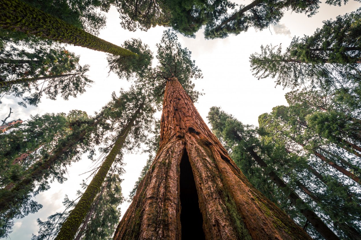 Баобаб пальчатый