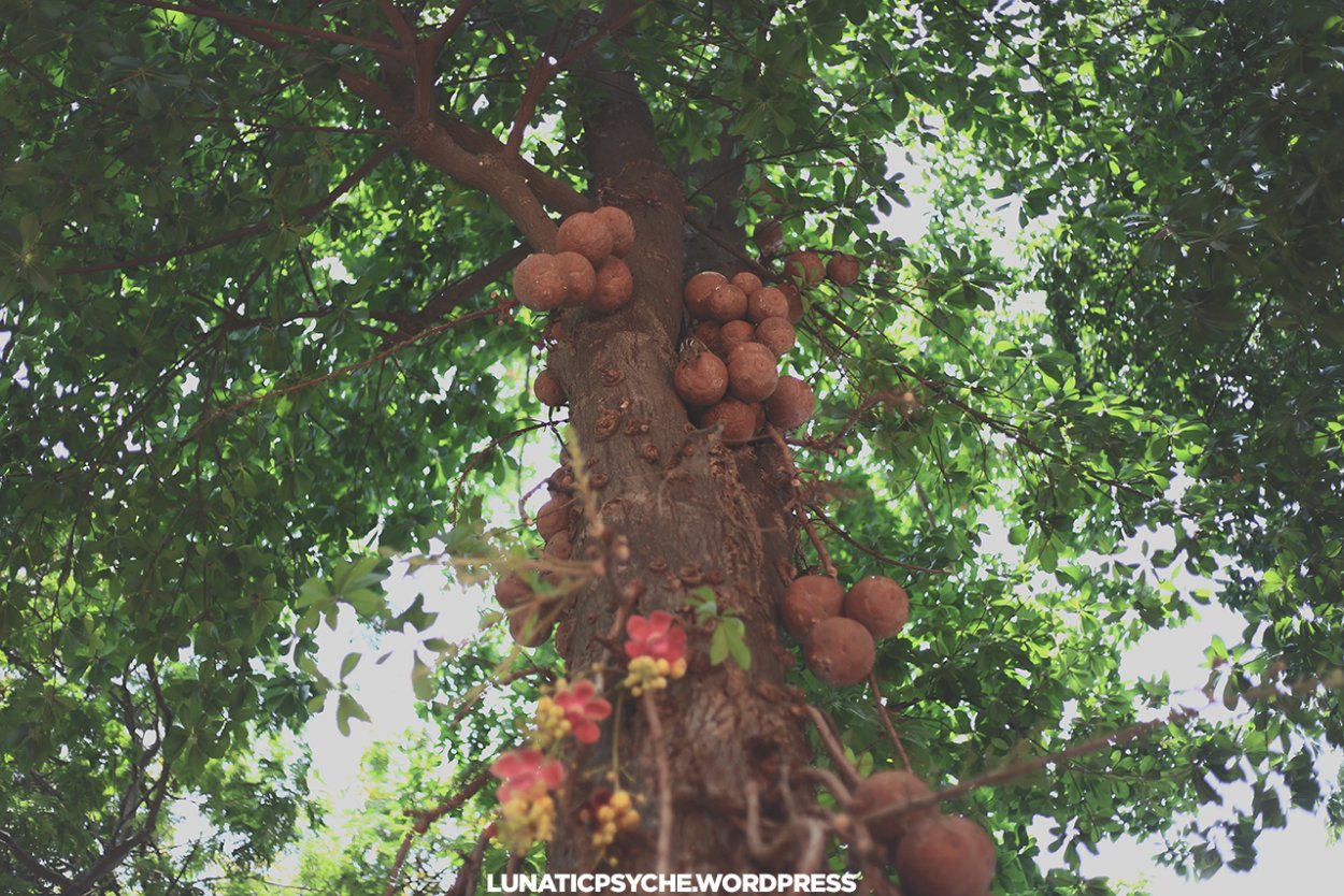 Бразильский орех бертолетия