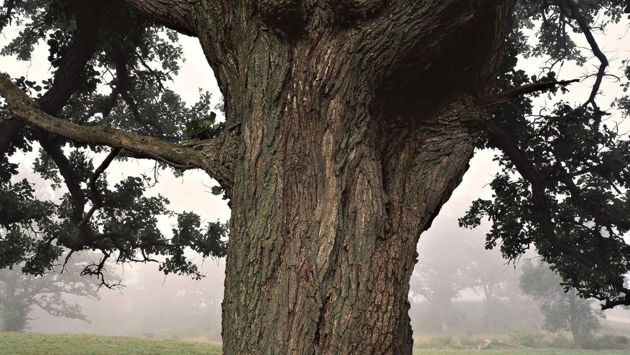 Фон дерево текстура