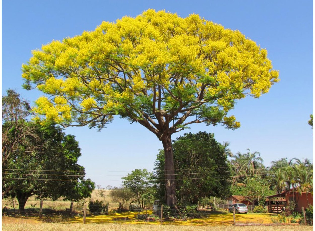Золотистая табебуйя Парагвай