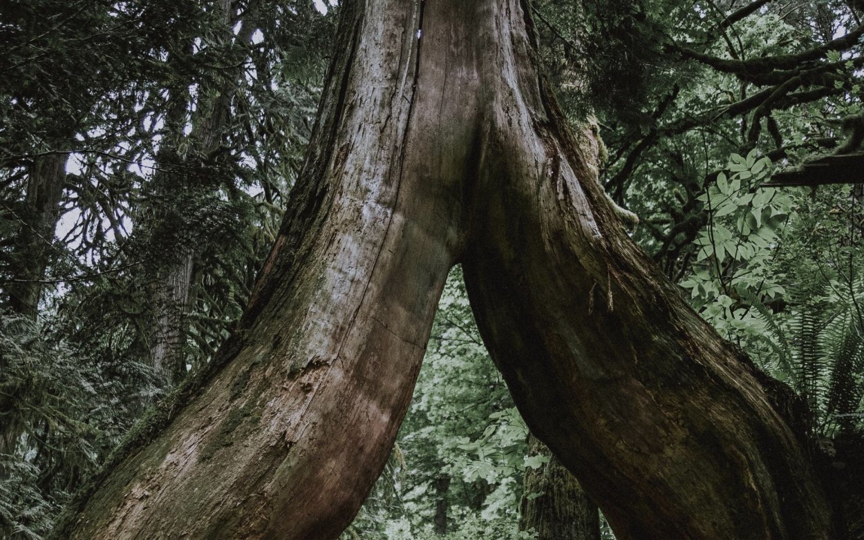 Раздвоенное дерево