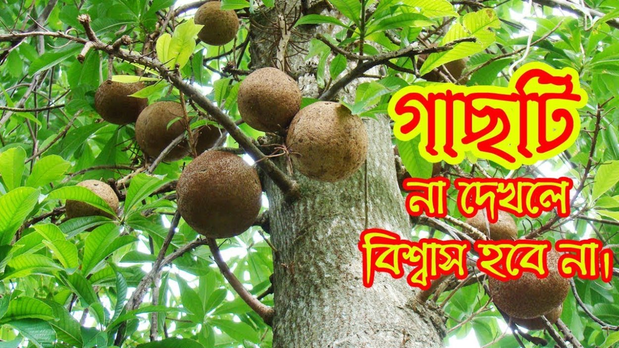 Бразильский орех дерево