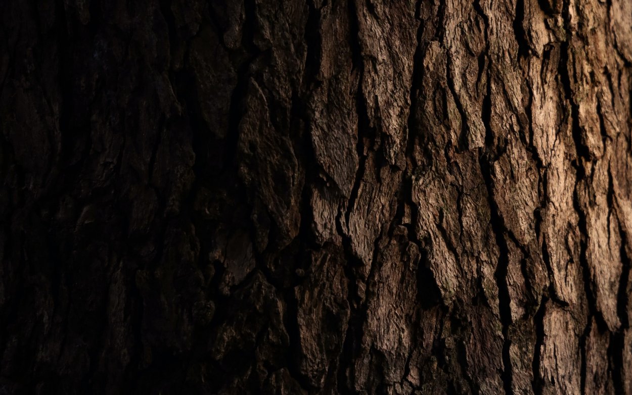 Дерево в разрезе