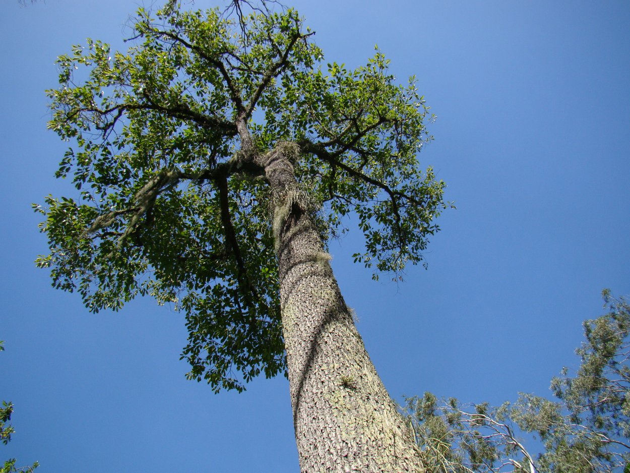 Секвойя Гиперион