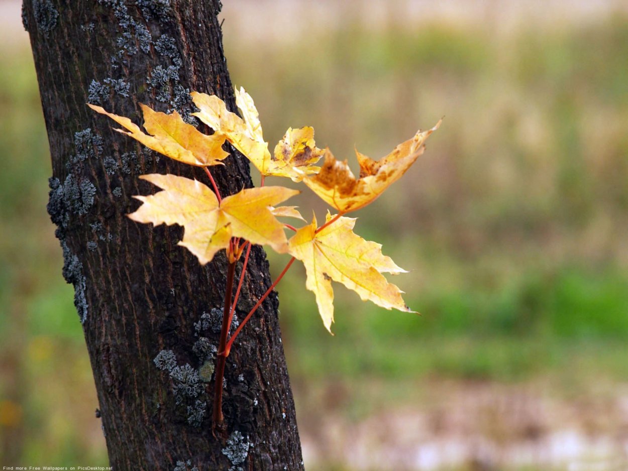 Молодые веточки клена