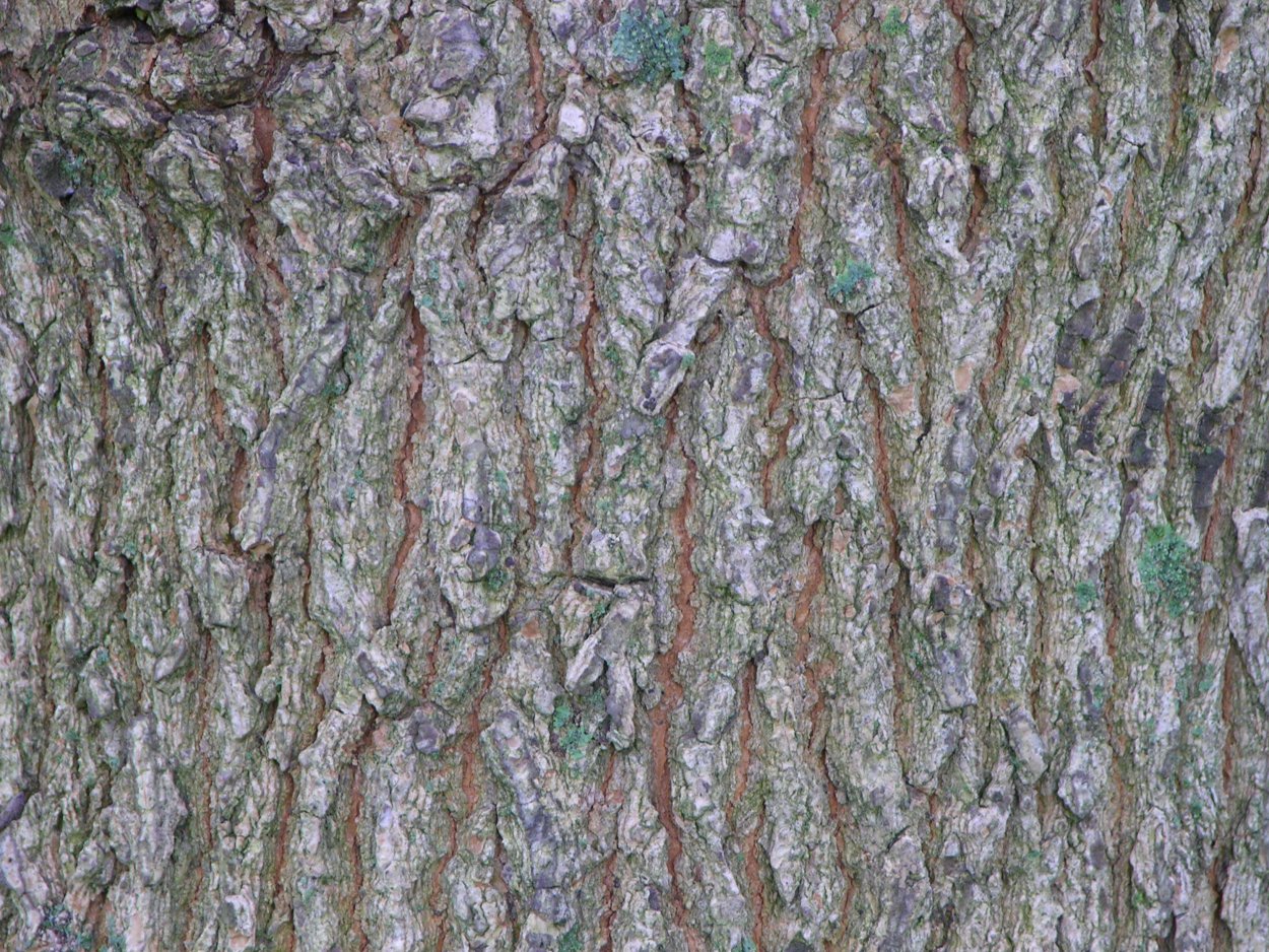 Клён американский кора