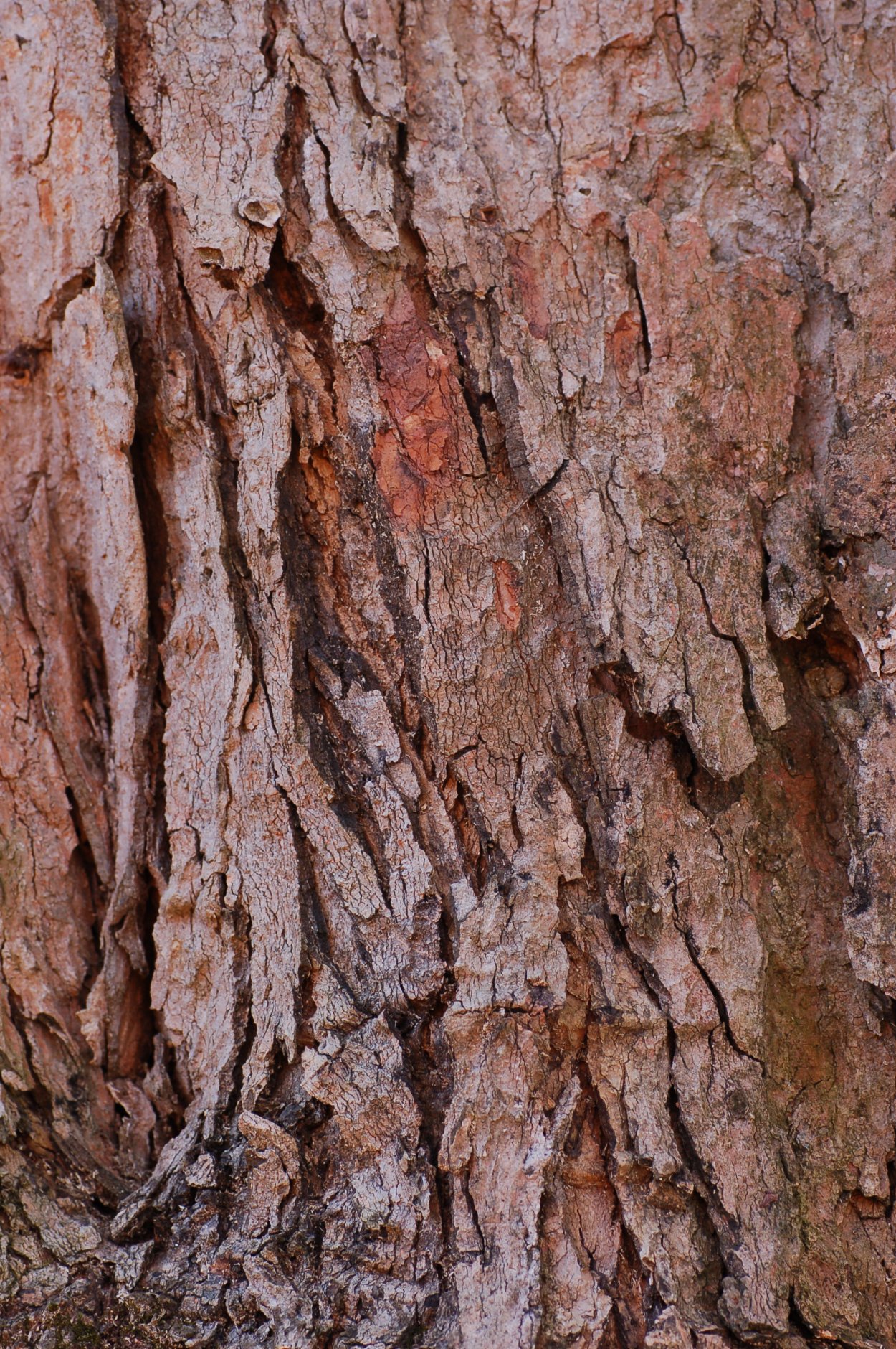 Американский клен