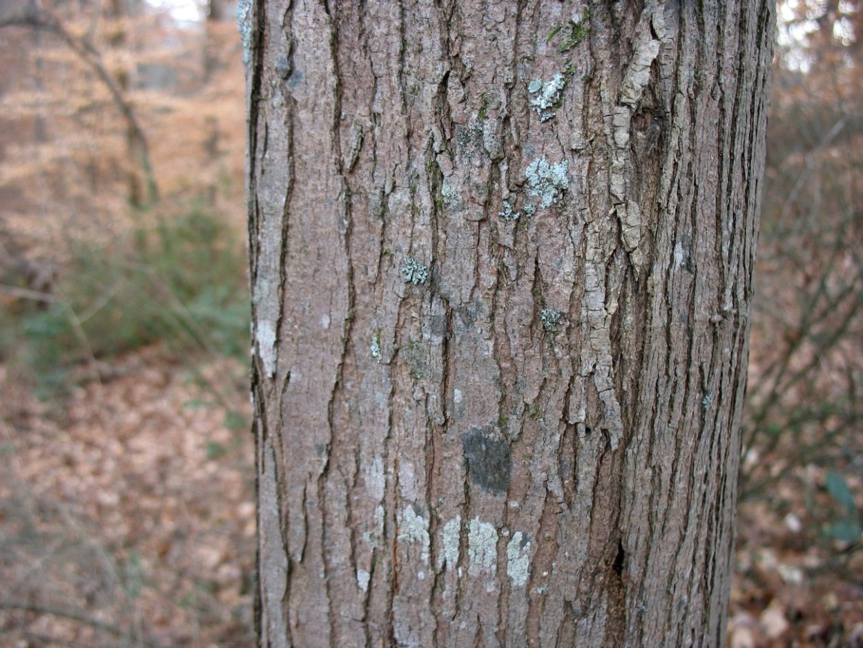Клен остролистный кора