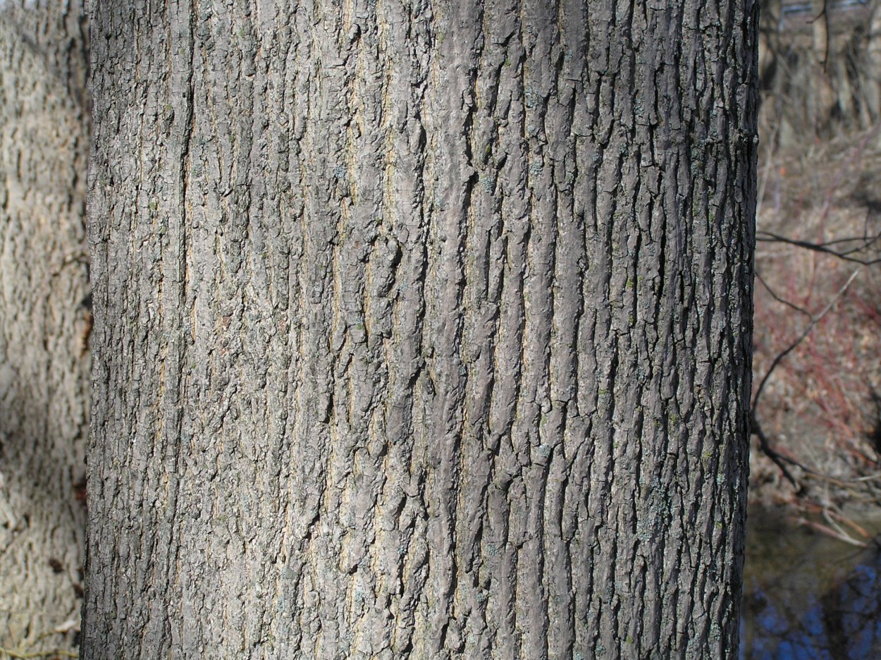 Клен остролистный ствол