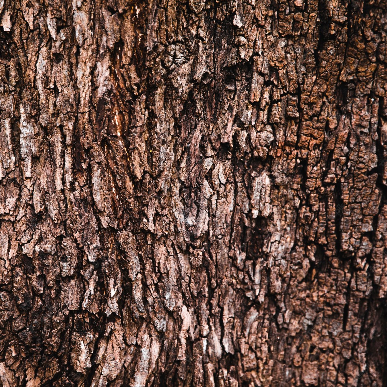 Клен остролистный лист дерево плод