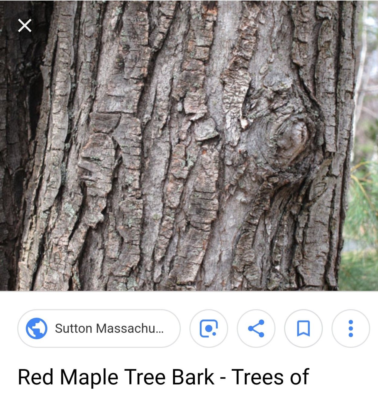 Клен Приречный ствол