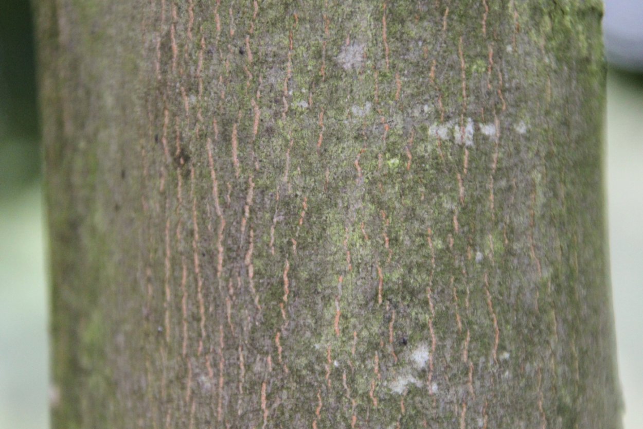 Текстура ствола дерева