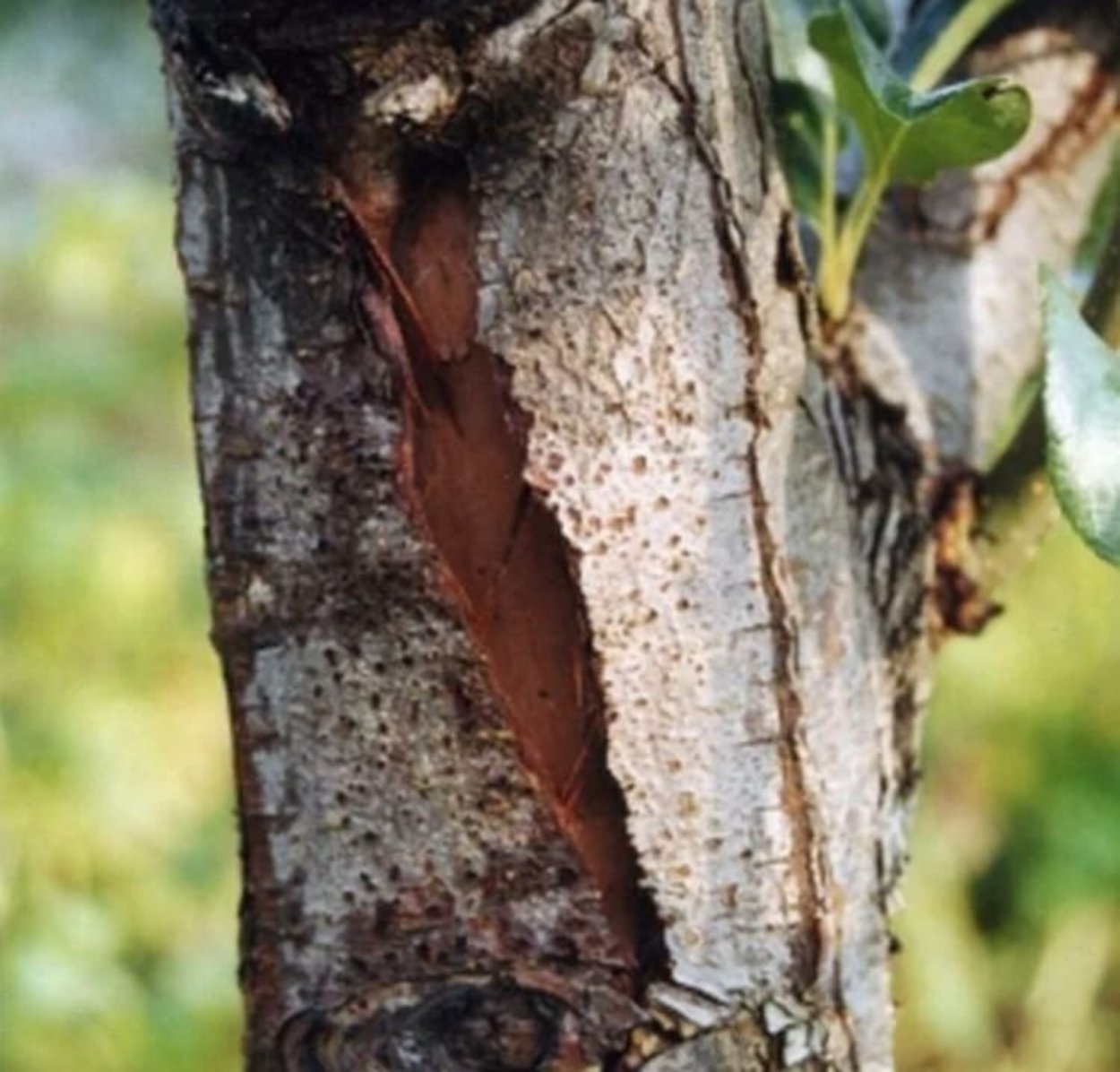 Фактура коры дуба