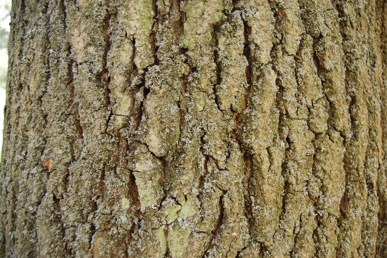 Ствол дерева