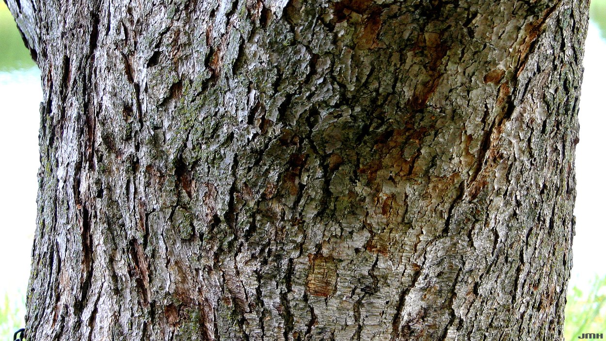 Клён кора Фотоувеличение